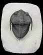 Bumpy Zlichovaspis Trilobite - Great Eye Facets #31044-3